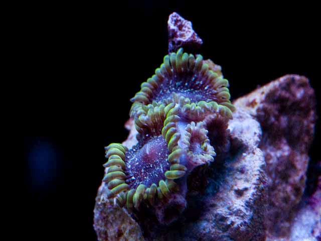 Cornbred Black Space Monsters